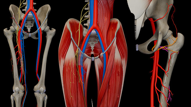 Anterior Thigh: Vessels, Nerves, Adductor canal