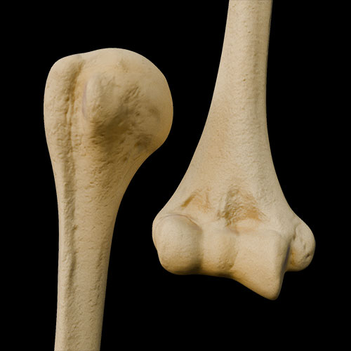 Humerus