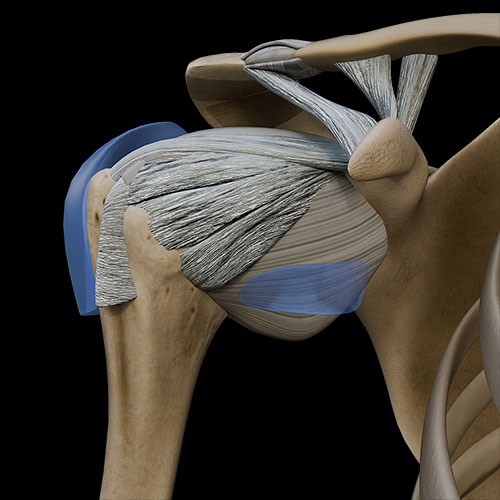 Shoulder Joint