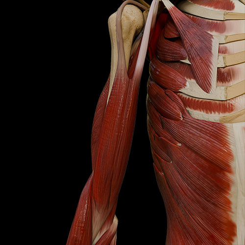 Arm Muscles