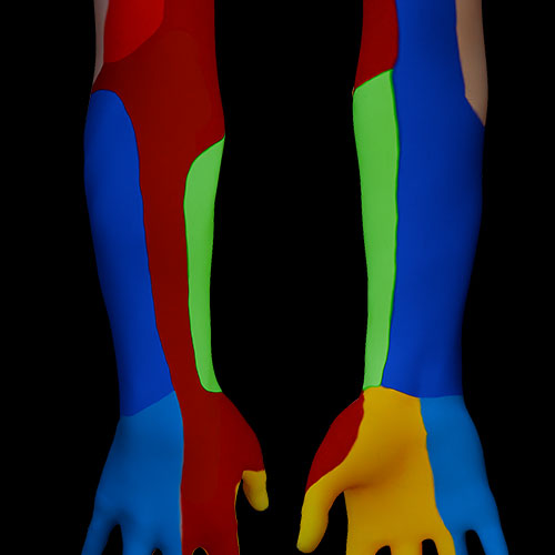 Forearm Surface Anatomy General Layout