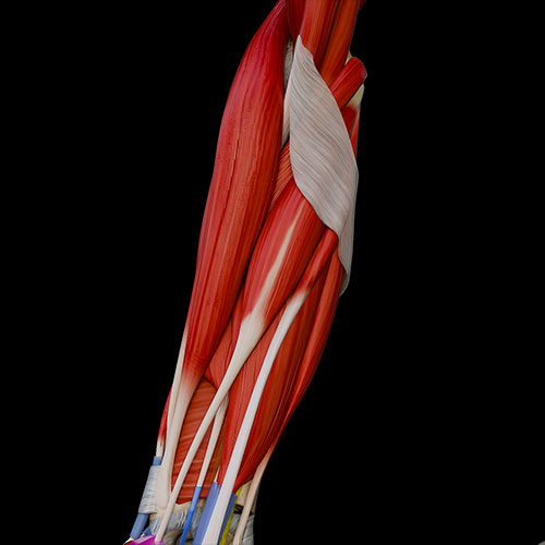 Forearm Anterior Muscles