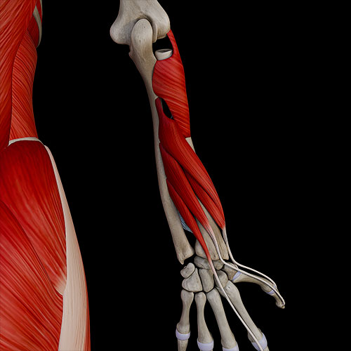 Forearm Posterior Muscles
