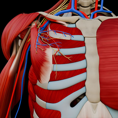 Pectoral Region Muscles
