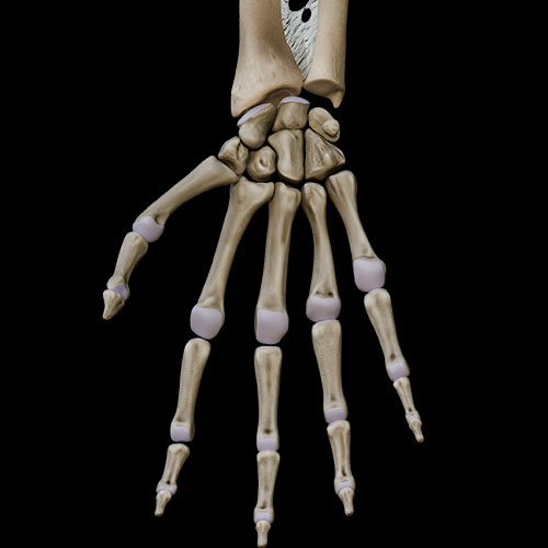 Hand Bones