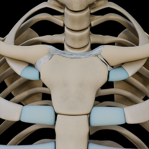 Clavicular Joints