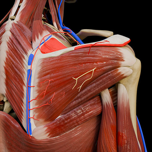 Scapular Region
