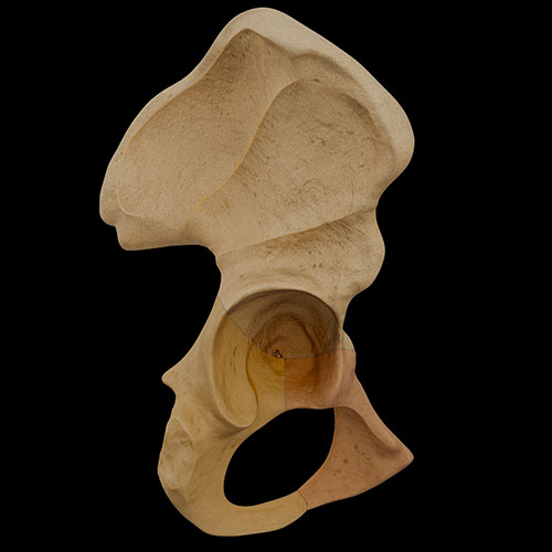 Hip Bone