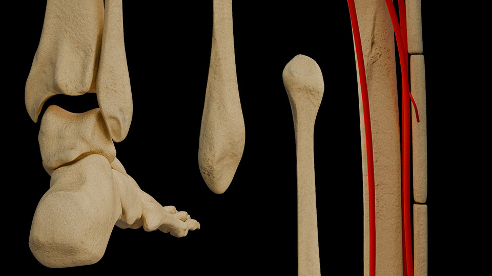 Fibula