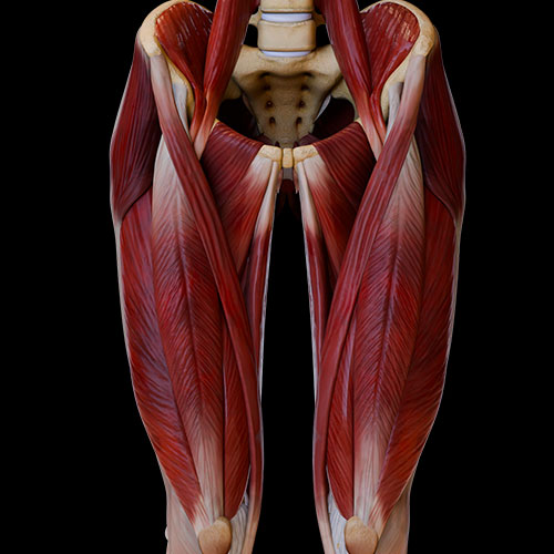 Thigh Anterior Muscles