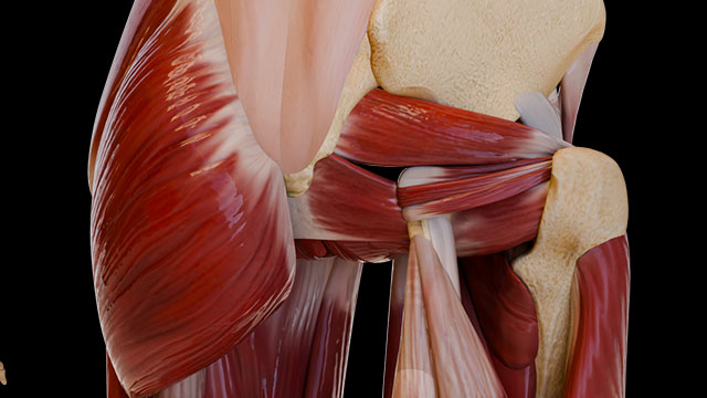 Gluteal Region: Muscles