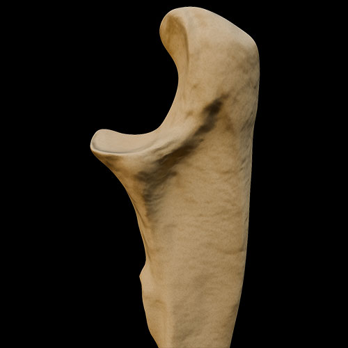 Ulna