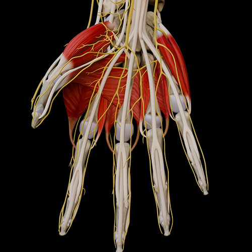 Nerves Of Hand