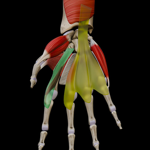 Palmar Compartments Spaces