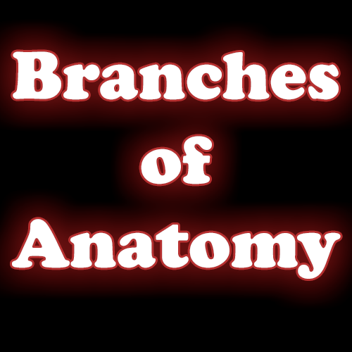 Branches Of Anatomy
