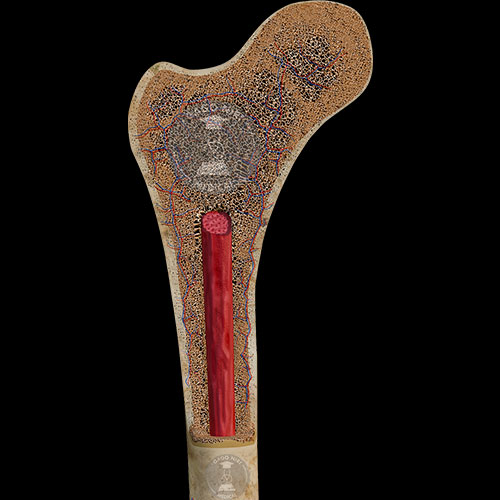 General Anatomy Bones Cartilages