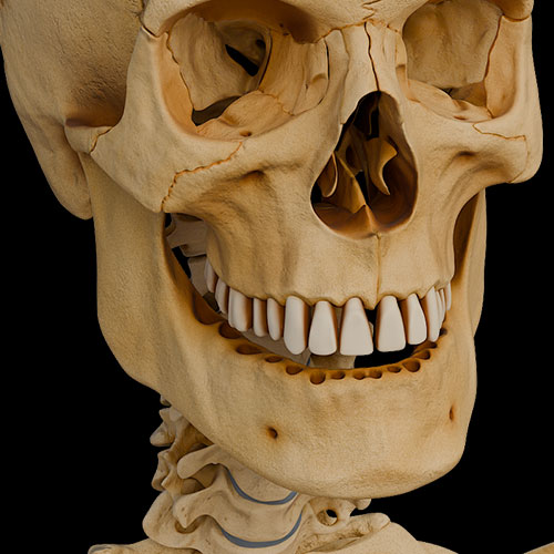General Anatomy Of Joints