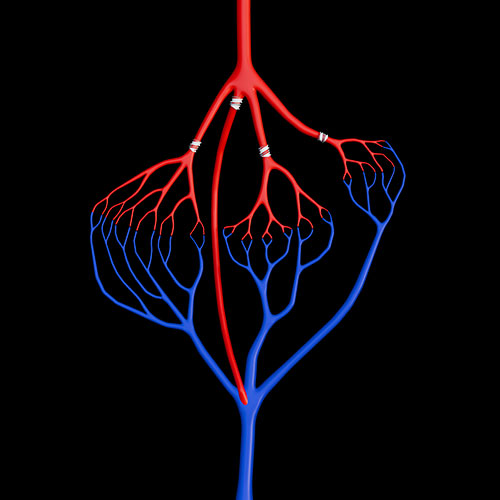General Anatomy Of Cvs