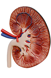 Renal Physiology